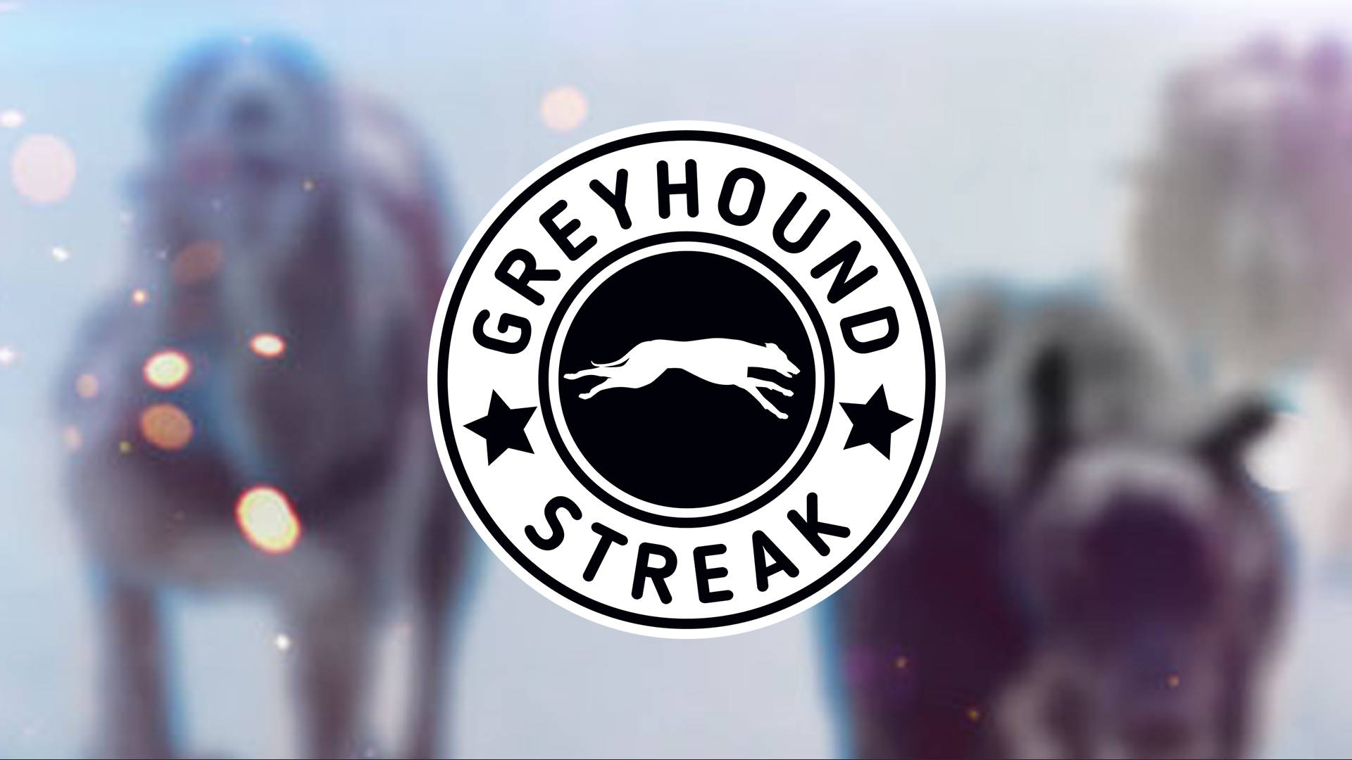 Greyhound Streak