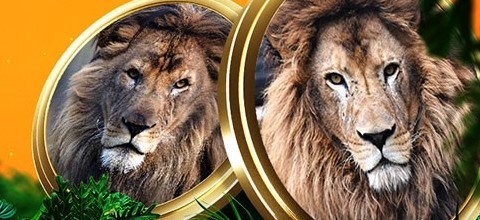 Take a Bite Out of Lion Slots | LeoVegas Casino