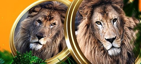 Best Lion-Themed Slots at LeoVegas NZ