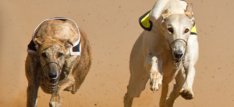 Irish Greyhound Tracks - Best Dog Tracks | LeoVegas