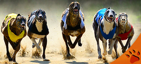 How to Bet on Greyhound Racing | LeoVegas NZ