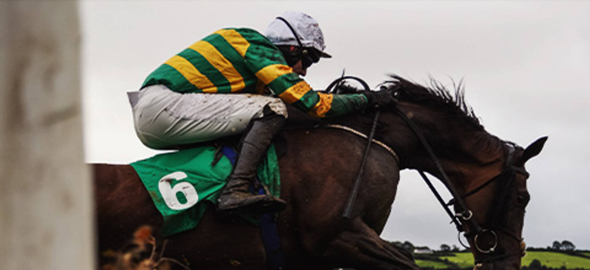 feronily-race-horse-profile
