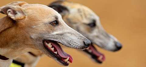 Greyhound Racing Trainers UK - Best British Trainers | LeoVegas