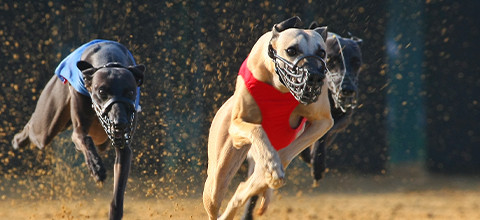 irish-greyhounds-trainers.jpg